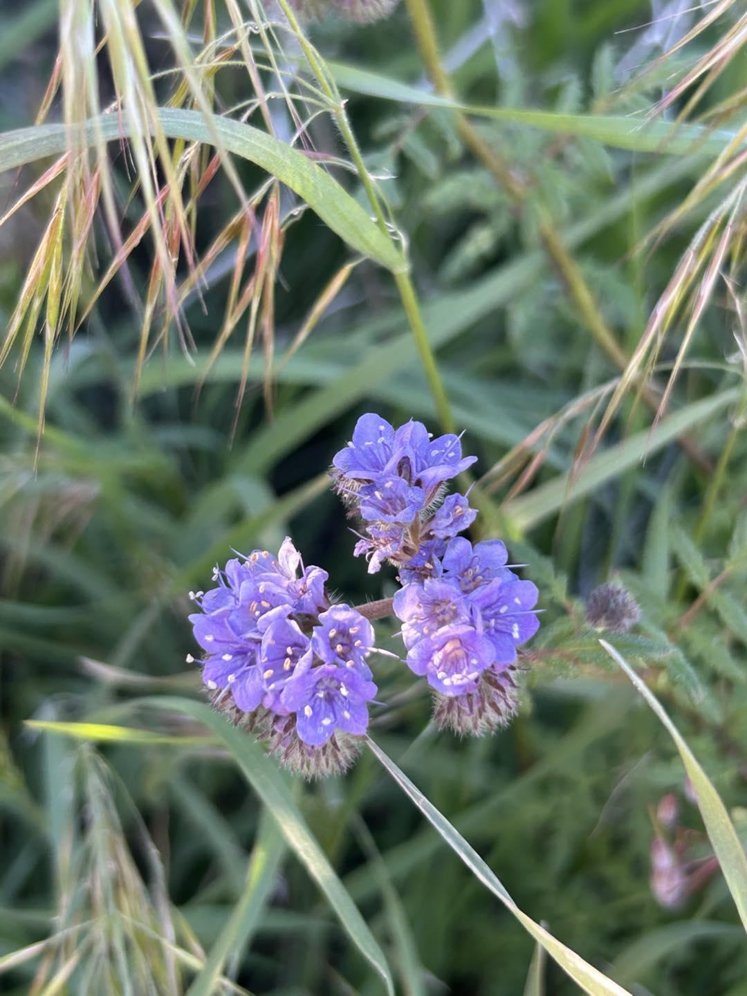 Lacy phacelia at Red Rock Canyon Desert State Park, January 2026